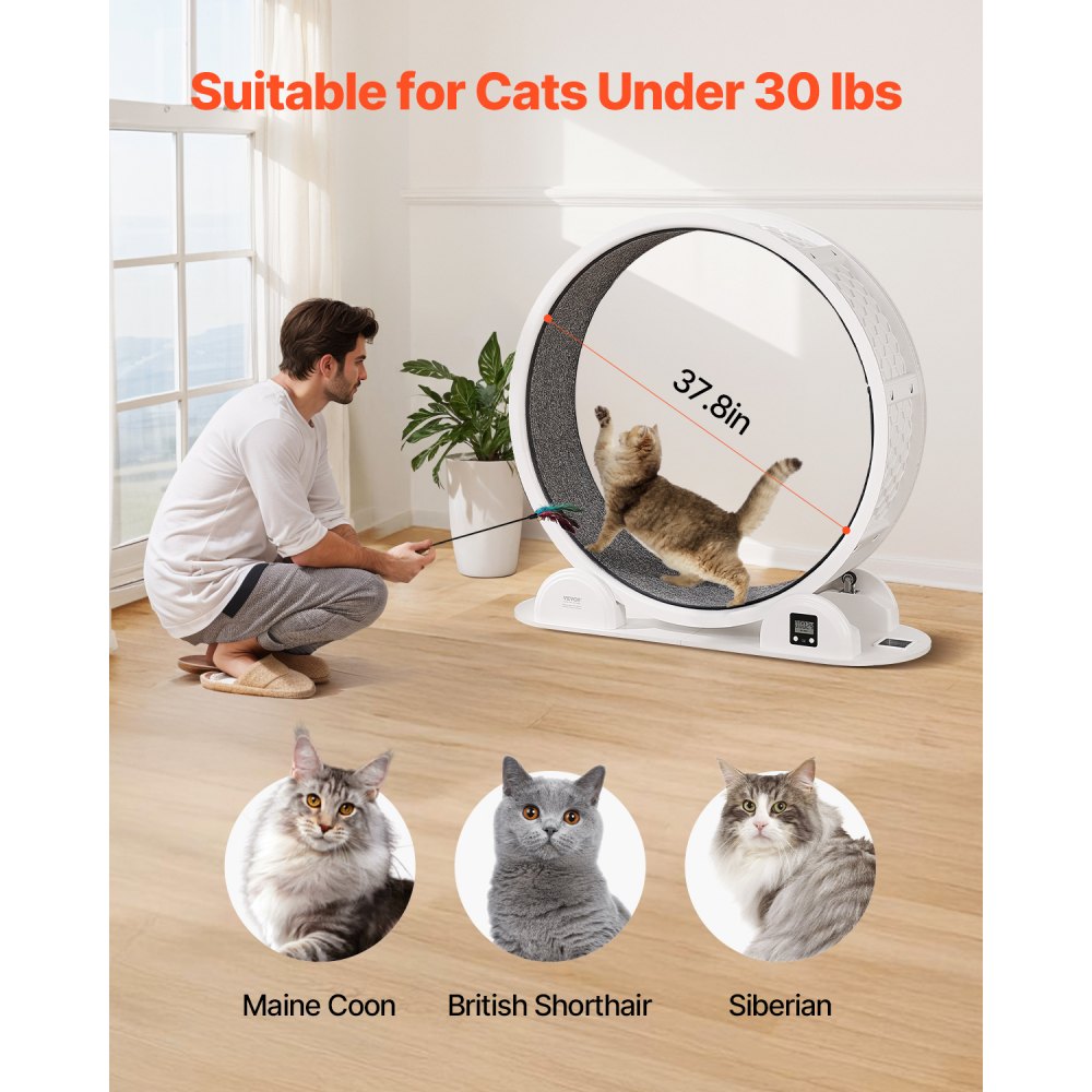 Τροχός άσκησης γάτας VEVOR με βηματόμετρο, 40,8 ίντσες, Τροχός τρεξίματος γάτας με φρένο και διάδρομο με μοκέτα, Αθόρυβος διάδρομος γάτας για γάτες εσωτερικού χώρου κάτω των 13 κιλών, Γυμναστήριο γάτας για κατοικίδια Υγεία & Ευεξία Λευκό Τροχός άσκησης γάτας VEVOR με βηματόμετρο, 40,8 ίντσες, Τροχός τρεξίματος γάτας με φρένο και διάδρομο με μοκέτα, Αθόρυβος διάδρομος γάτας για γάτες εσωτερικού χώρου κάτω των 13 κιλών, Γυμναστήριο γάτας για κατοικίδια Υγεία & Ευεξία Λευκό